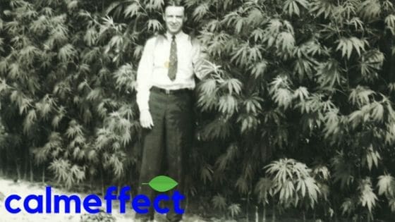 The History of Marijuana