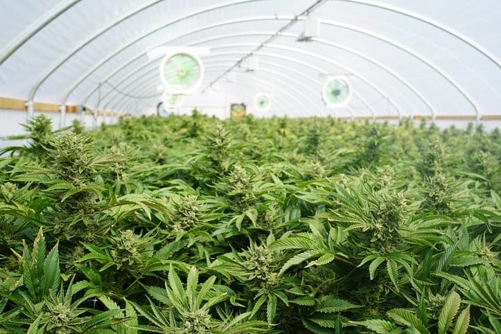 Large Indoor Marijuana Legal Recreational Commercial Growing Operation