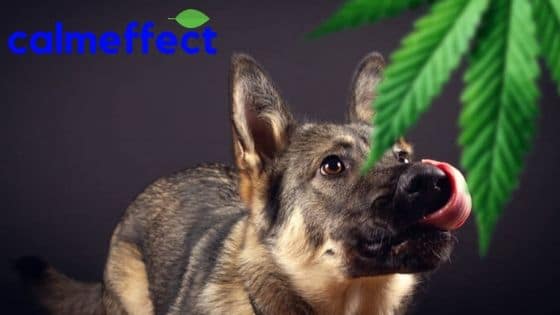Can Dogs Use Medical Marijuana
