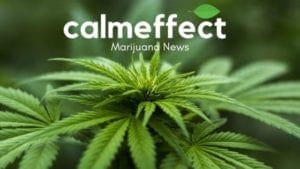 Marijuana News 1