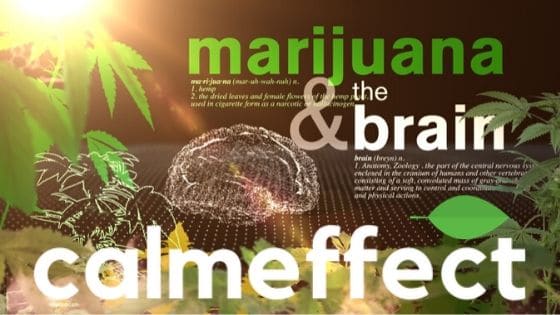 Recent Studies Show That Cannabis May Not Be As Bad On Memory