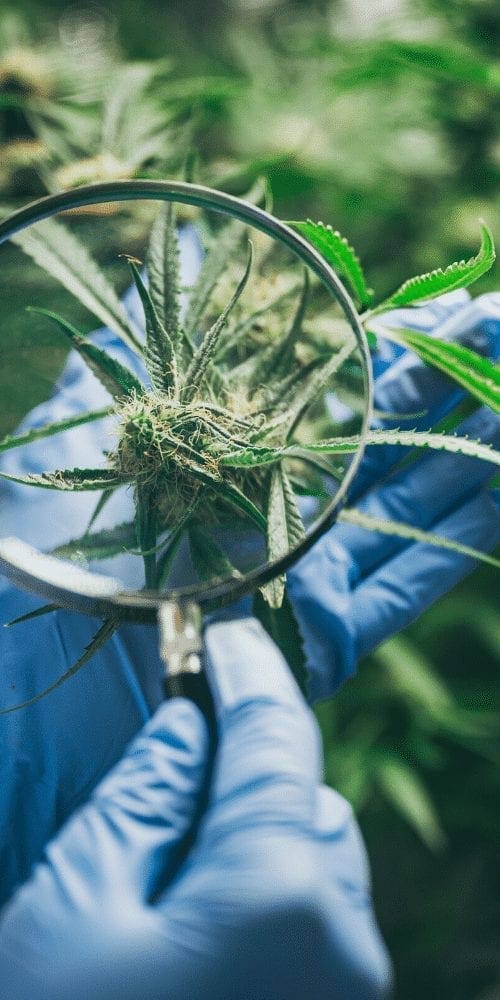 5 Myths About Florida Medical Marijuana