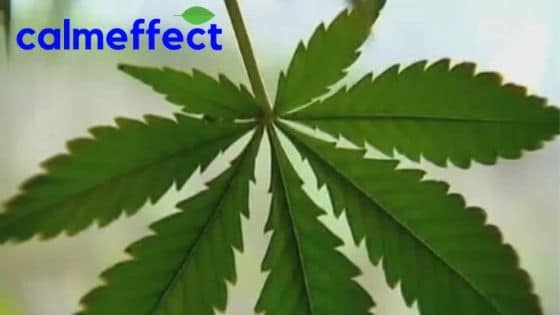 Wisconsin Closer to Medical Marijuana