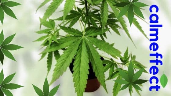 Florida Medical Marijuana Trends