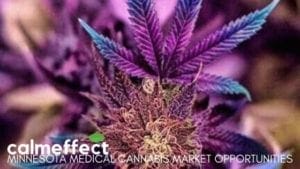 Minnesota Medical Cannabis Market Opportunities