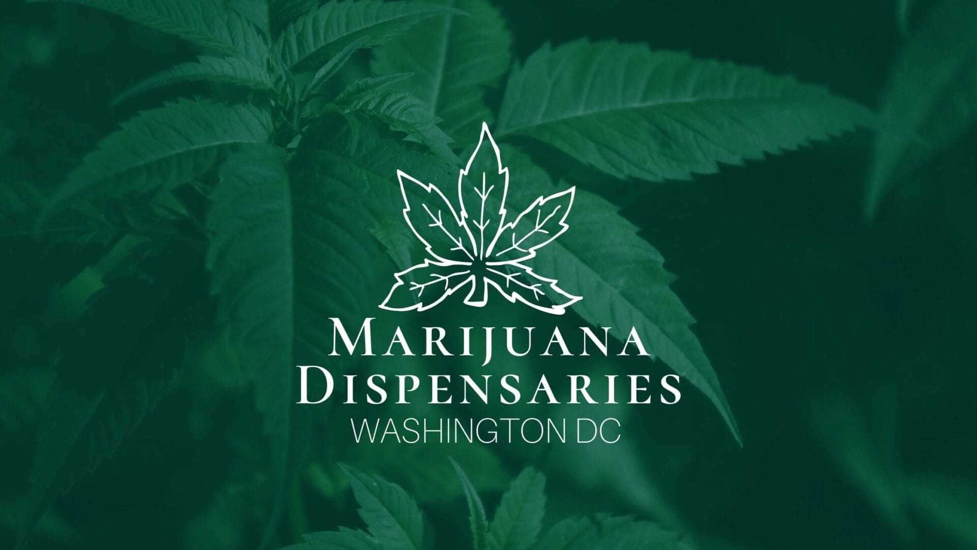 Marijuana Dispensaries in Washington DC