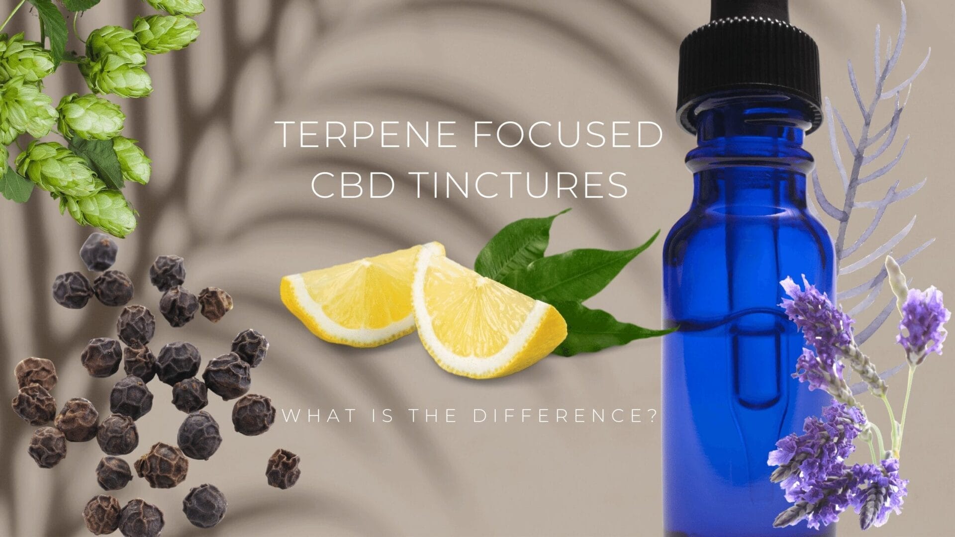 Terpene Focused CBD Tinctures