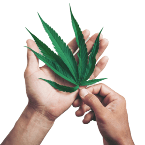 Medical Marijuana United States