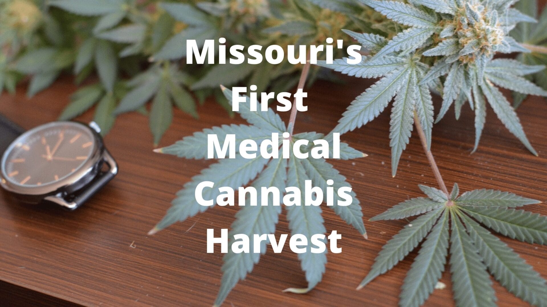 Missouri's First Medical Cannabis Harvest